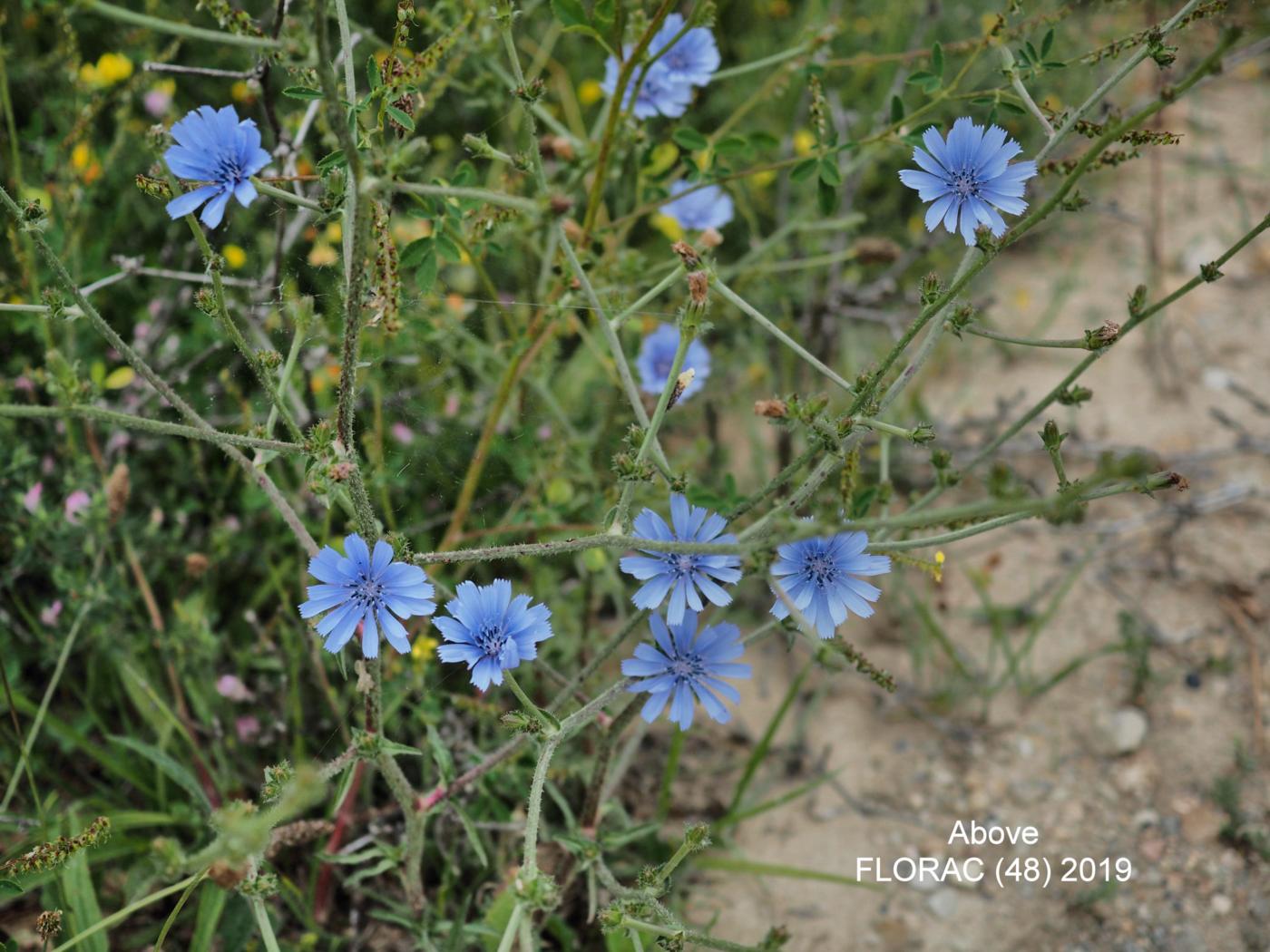 Chicory plant